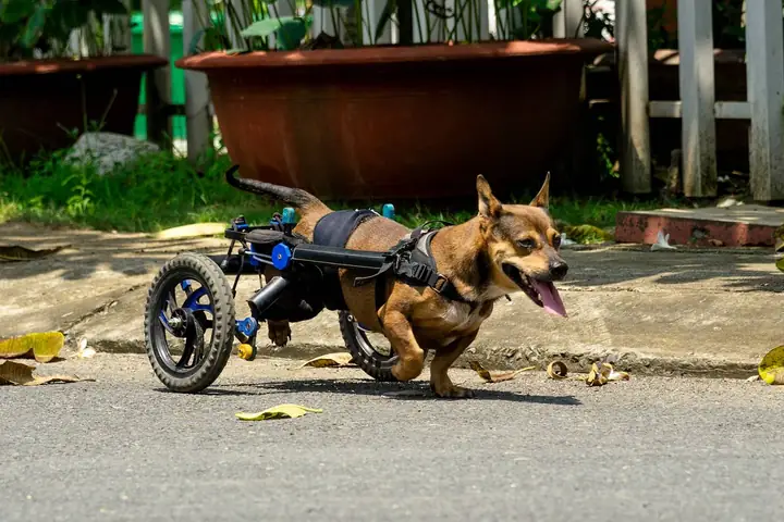Xe Lăn Cho Chó Mèo