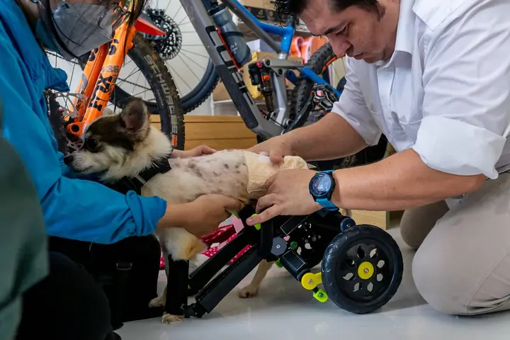 Xe Lăn Cho Chó Mèo