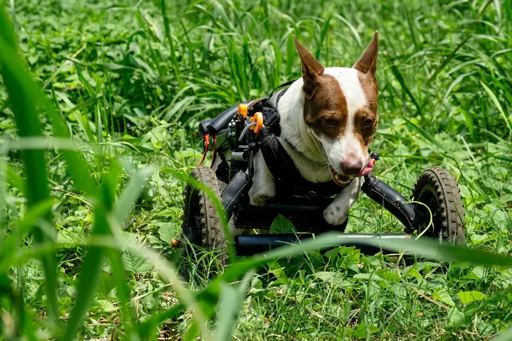 Xe Lăn Cho Chó Mèo