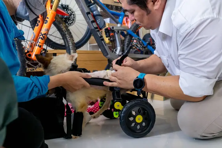 Xe Lăn Cho Chó Mèo