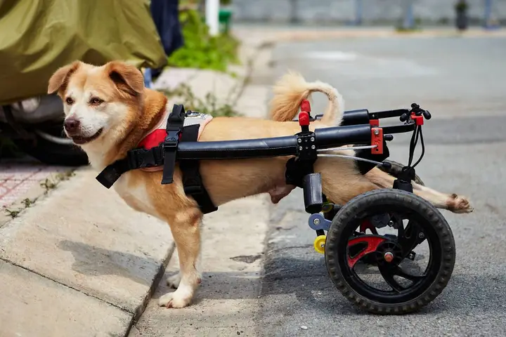 Xe Lăn Cho Chó Mèo