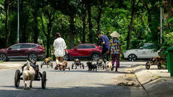 Forever Wheelchair, Chiếc Xe Lăn Cho Chó Mèo Khuyết Tật Việt Nam Nguồn Sống Mới