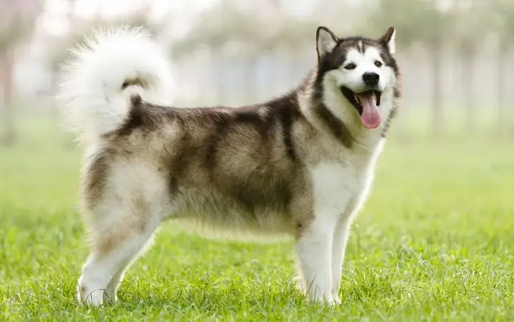 Alaskan Malamute – Sức Mạnh Đến Từ Bắc Mỹ