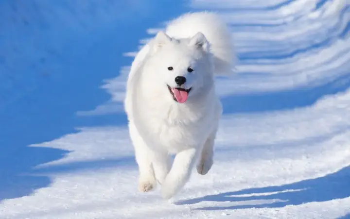 Samoyed – Vẻ Đẹp Tuyết Trắng Từ Siberia