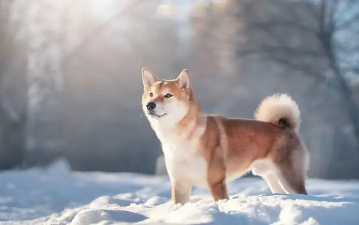 11.shiba Inu – Linh Khí Núi Rừng Nhật Bản