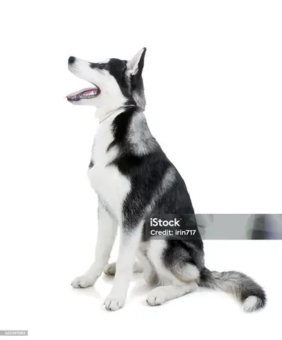 Hình Ảnh Cho Hình Ảnh 5 Con Chó: