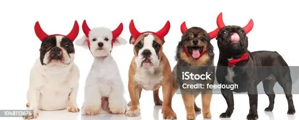 Hình Ảnh Cho Hình Ảnh 5 Con Chó: