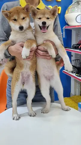 Hình Ảnh Cho Hình Ảnh 5 Con Chó: