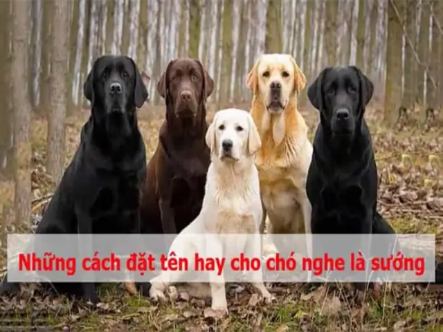 Hình Ảnh Cho Hình Ảnh 5 Con Chó: