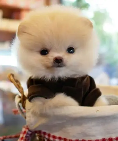 Hình Ảnh Cho Hình Ảnh 5 Con Chó: