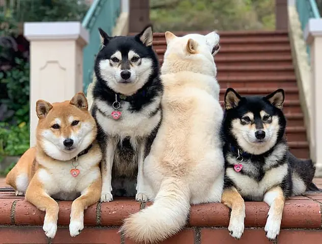 Hình Ảnh Cho Hình Ảnh 5 Con Chó: