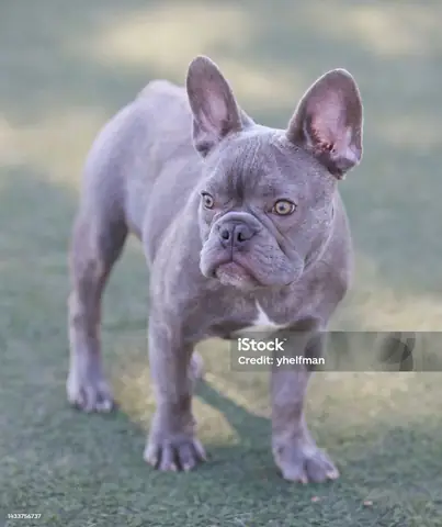 Hình Ảnh Cho Hình Ảnh 5 Con Chó: