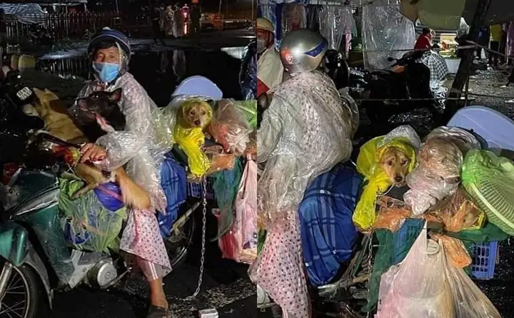 Hình Ảnh Cho Hình Ảnh 5 Con Chó: