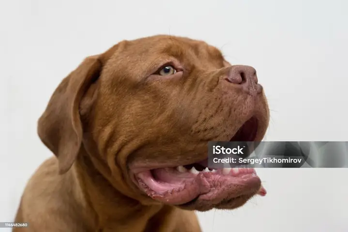 Hình Ảnh Cho Hình Ảnh 5 Con Chó: