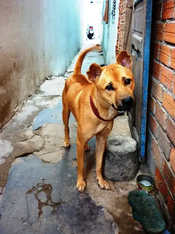 Hình Ảnh Cho Hình Ảnh 5 Con Chó: