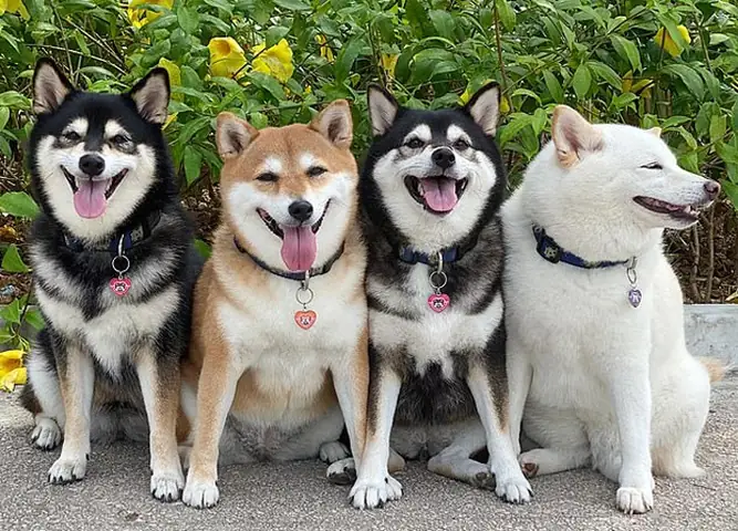 Hình Ảnh Cho Hình Ảnh 5 Con Chó: