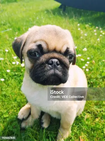 Hình Ảnh Cho Hình Ảnh 5 Con Chó: