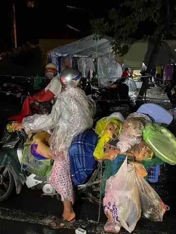 Hình Ảnh Cho Hình Ảnh 5 Con Chó: