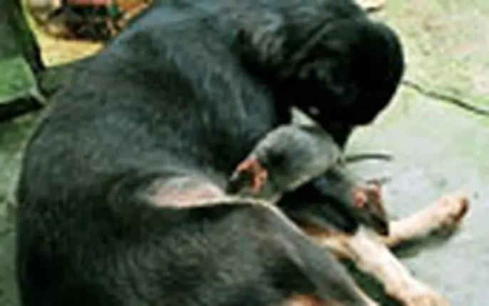 Hình Ảnh Cho Hình Ảnh 5 Con Chó: