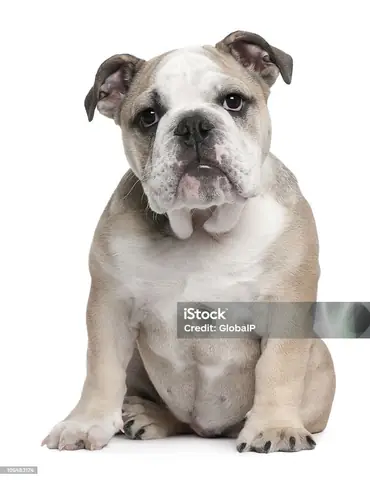 Hình Ảnh Cho Hình Ảnh 5 Con Chó: