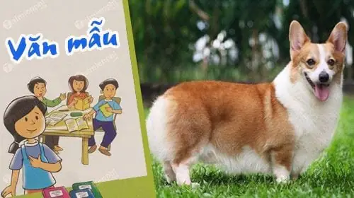 Hình Ảnh Cho Hình Ảnh 5 Con Chó: