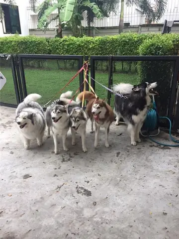 Hình Ảnh Cho Hình Ảnh 5 Con Chó: