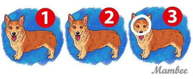 Hình Ảnh Cho Hình Ảnh 5 Con Chó: