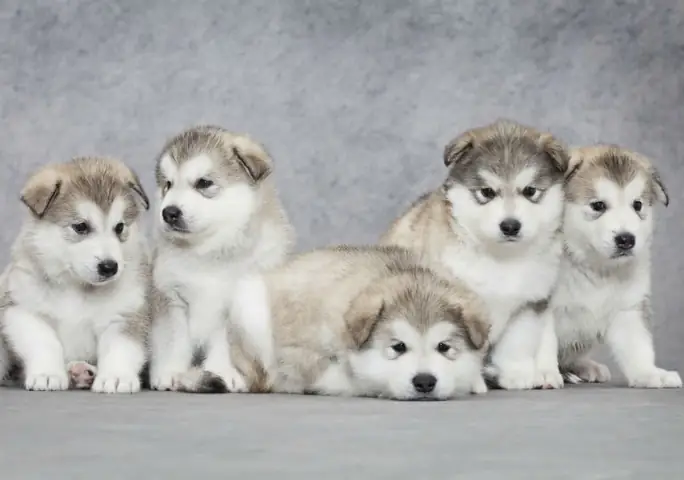 Hình Ảnh Cho Hình Ảnh 5 Con Chó: