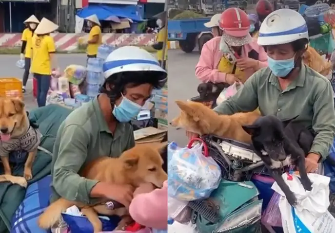 Hình Ảnh Cho Hình Ảnh 5 Con Chó: