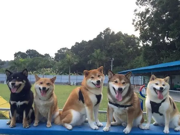 Hình Ảnh Cho Hình Ảnh 5 Con Chó: