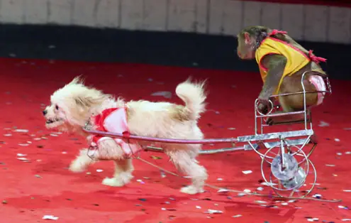 Xiếc Chó Đi Xe Đạp Là Gì? Tìm Hiểu Về Nghệ Thuật Huấn Luyện Động Vật Trong Biểu Diễn