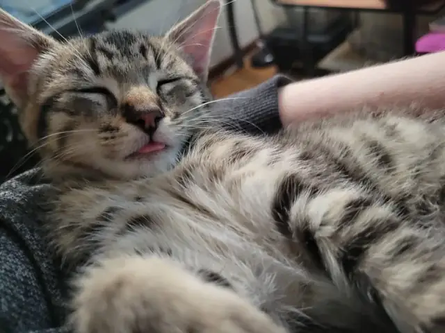 Xịt Bỏ Tật Xấu Chó Mèo: Hướng Dẫn Khoa Học & Thực Tế Từ Chuyên Gia