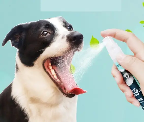 Cách Sử Dụng Xịt Thơm Miệng Cho Chó Mèo Hiệu Quả