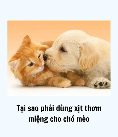 Tại Sao Chó Mèo Cần Xịt Thơm Miệng?