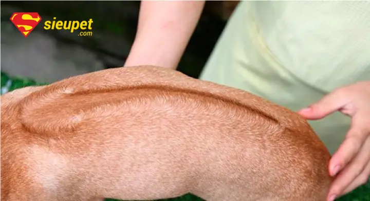 Định Nghĩa Chó Phú Quốc Xoáy Kiếm Là Gì?