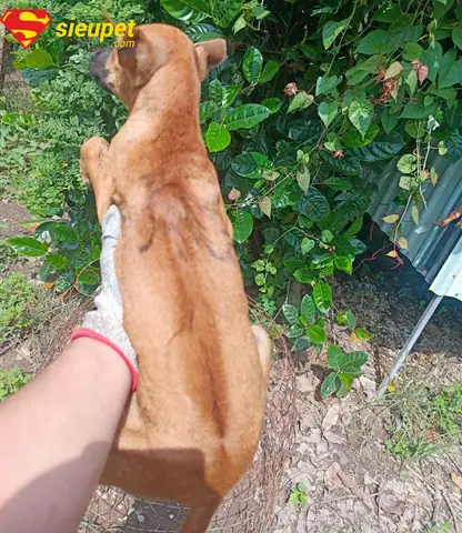 So Sánh Với Các Loại Xoáy Chó Phú Quốc Khác