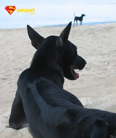 Cách Nhận Biết Chó Phú Quốc Xoáy Kiếm Thuần Chủng