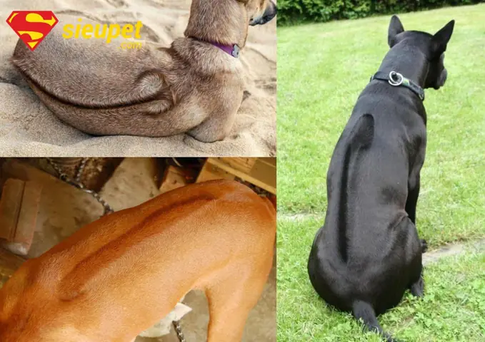 Giá Bán Chó Phú Quốc Xoáy Kiếm