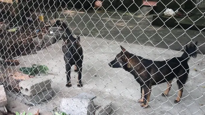 Để Chó Cắn Chết Người, Bị Xử Lý Sao? - Ảnh 1. Để Chó Cắn Chết Người, Bị Xử Lý Sao? - Ảnh 1.