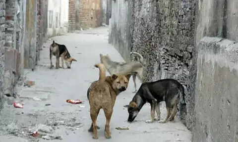 Quy Định Về Việc Xử Phạt Chó Phóng Uế