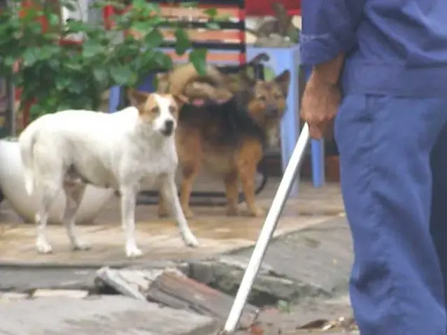 Các Quy Định Chung Trong Việc Chăm Nuôi Thú Y Theo Quy Định Của Pháp Luật