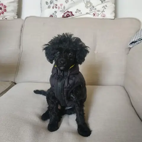 Xương Bò Cho Chó Gặm: Hướng Dẫn Chi Tiết Từ Chuyên Gia Dinh Dưỡng & Chăm Sóc Thú Cưng