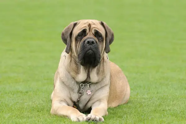 Giống Chó English Mastiff