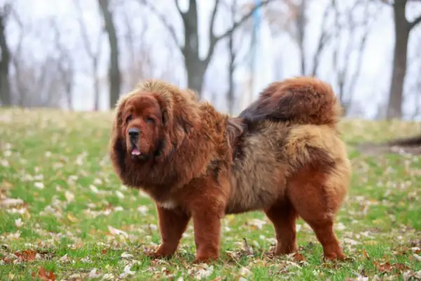 Tibetan Mastiff - Chó Ngao Tây Tạng