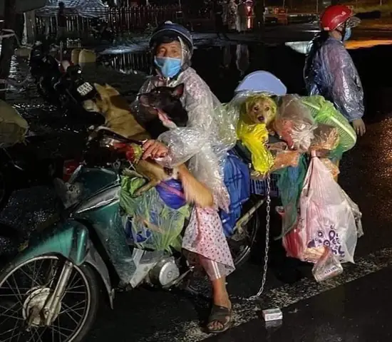 15 Con Chó Bị Tiêu Hủy Vì Chủ Mắc Covid-19: Chuyên Gia Nói Gì? - Ảnh 1.