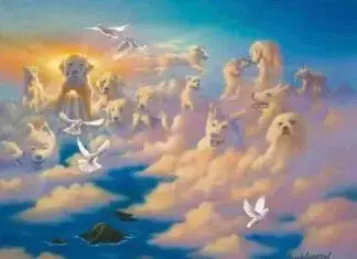 15 Chú Chó Về Quê Bị Thiêu