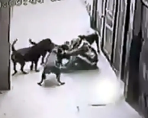 Bốn Con Chó Hung Dữ Tấn Công Anh D. (ảnh Cắt Từ Clip)