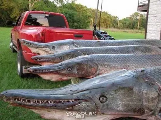 Alligator Gar Là Cá Gì? Tìm Hiểu Chi Tiết Về "quái Thú" Dưới Nước Này