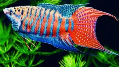 D<81>u T<53>n Đẹp Nhất Trong Cá Cảnh Đẹp Nước Ngọt Cho Bể Cá Của Bạn