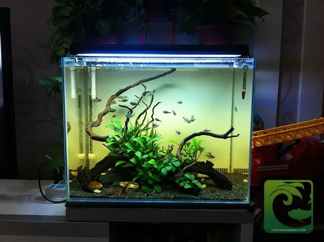 Mua Ở Đâu Bể Cá Cảnh Đẹp Mini?